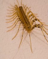 How to quickly get rid of centipedes in your house and apartment?