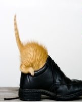 TOP 20 remedies to quickly get rid of cat urine smell in shoes
