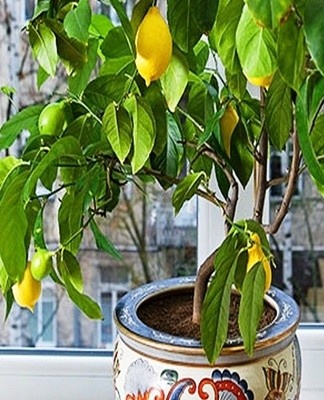 The variety is considered high yielding and early ripening.