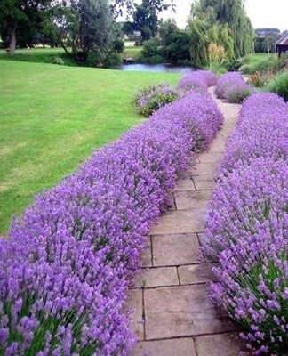 This is a fairly simple selection method that works for lavender.