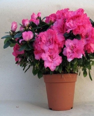 In the south, the flower can be grown in the open field, placing it in the shade of trees and shrubs.