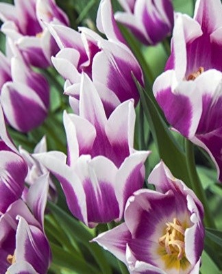 How to Grow Tulips and When to Plant Outdoors in Fall
