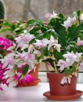 Maintenance of the Decembrist at home, reproduction and transplantation