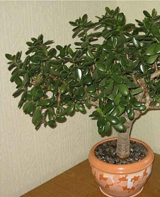You should get to know the representatives of the creeping and tree-like varieties of the Crassula plant better.