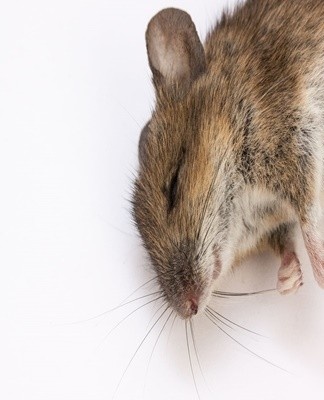 20 Best Remedies To Get Rid Of The Smell Of A Dead Mouse Under The Floor