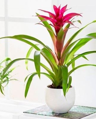 Local Guzmania does not have a distinct dormancy period.