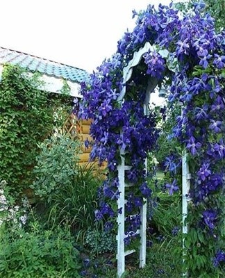 To achieve excellent results in growing a crop, it is worth planting the plant correctly.