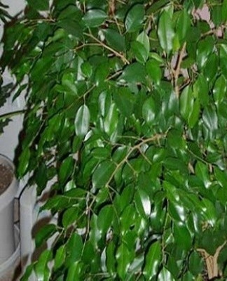 They have a dark green hue and a glossy finish.