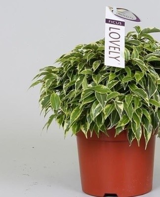 When growing a plant, flower growers often face various problems.