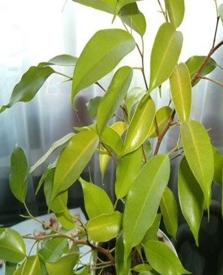 This disease is accompanied by the appearance of rust spots.