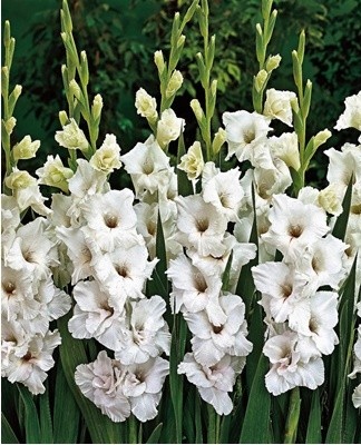 For abundant flowering, gladioli need regular feeding.