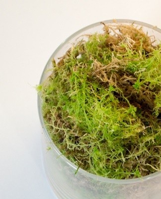 It is used as a fertilizer, can absorb moisture, has a bactericidal effect.