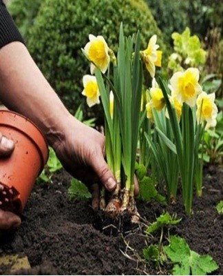 The bulbs are planted at a depth equal to its triple height.