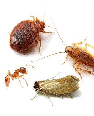 If insects have just appeared in the apartment, you can get rid of them in a simple way and without danger to others.