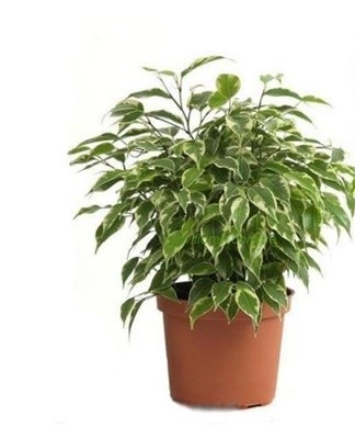 This plant has large leaves that look like an upside-down violin.