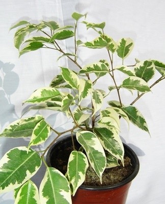 To avoid root rot, ficus needs moderate watering.