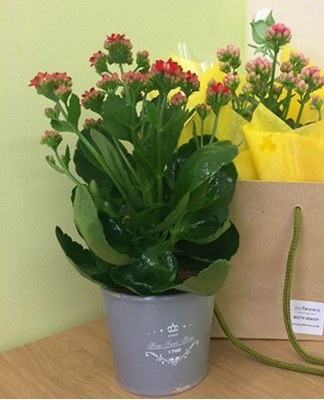 Pruning procedure after the end of the flowering period helps to preserve decorative qualities.