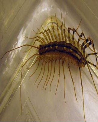 Centipedes enter apartments from basements, attics or entryways.