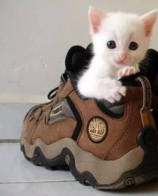 first you need to rinse the shoes with warm water, then soak the towel in alcohol or vodka and put it on a dirty place.