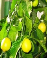 How to grow a lemon from a seed at home and the rules of care