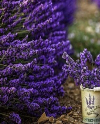 Lavender has small seeds, so there should be no lumps in the soil.