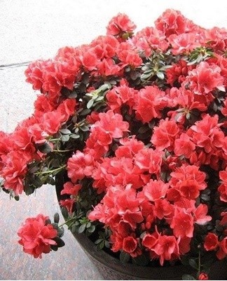 Remove dried inflorescences