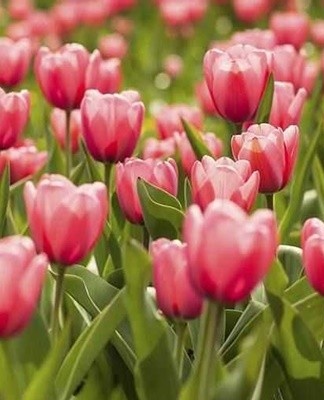 Tulips begin to bloom in the second decade of May, so it is advisable to dig up the bulbs in the second half of June.