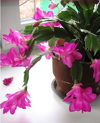 Most varieties of Decembrist are demanding on growing conditions.