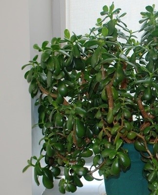 The plow-shaped crassula is one of the most unusual representatives of this family.