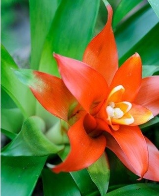 Guzmania begins to delight flowers not immediately, but in the third or fourth year of life.