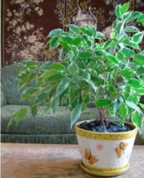 Rules for planting and caring for Benjamin's ficus at home