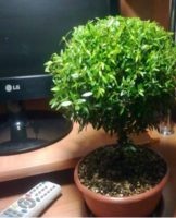 Planting and caring for myrtle at home, rules of cultivation