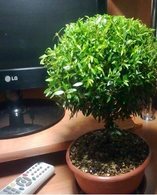 Planting and caring for myrtle at home, rules of cultivation