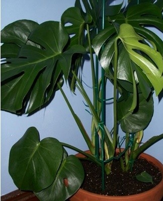 Monstera, due to fragile roots, does not tolerate transplants.