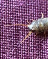 TOP 25 ways and methods to quickly get silverfish out of an apartment