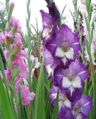 Planting and caring for gladioli outdoors and how to keep them in winter