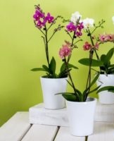 Step-by-step instructions for caring for orchids at home