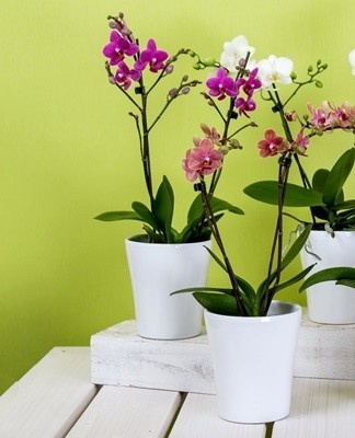 First of all, it is worth planting the plant correctly and providing it with suitable conditions for its development.