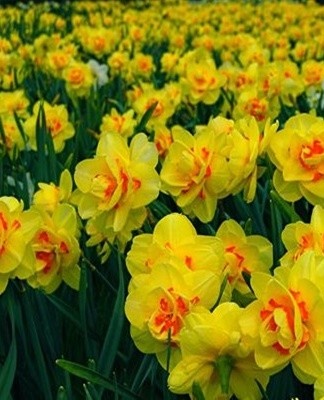 Flowers love water, but fungus and gray rot appear in waterlogged soil.