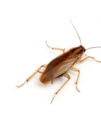 Many plants, their smell has a depressing effect on pests.