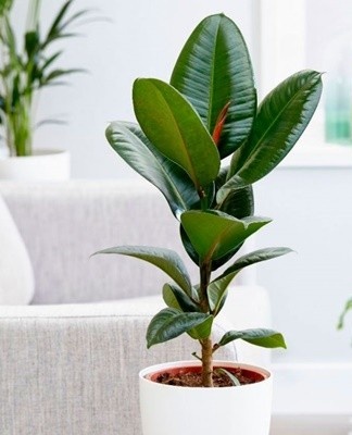 A characteristic feature of the variety is considered pink spots on the leaves.