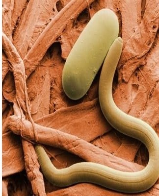 The nematodes release toxic substances which penetrate the foliage and stems.