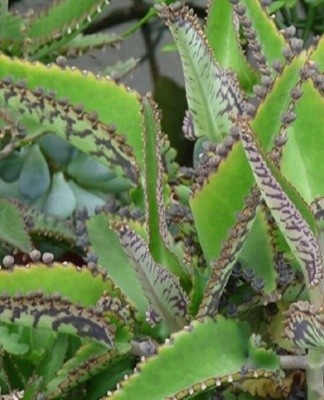 When watering, water is poured under the root or in a pan, and the leaves are protected from moisture.