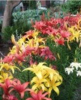 When is it better to plant lilies, grow and care for them in the open field