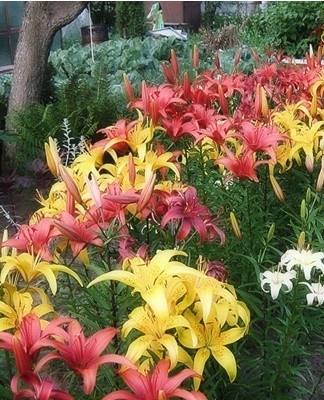 When is it better to plant lilies, grow and care for them in the open field
