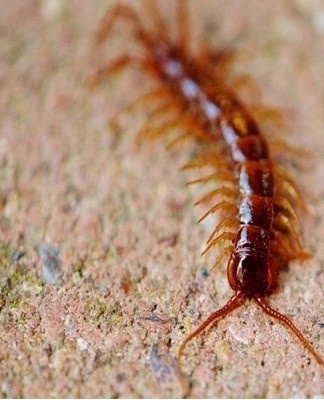 The safest and cheapest option that saves the house from unwanted guests.