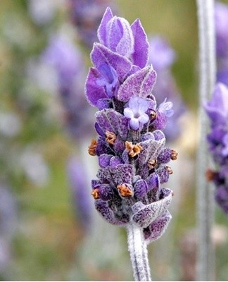 To ensure the full development of lavender, it must be watered systematically.