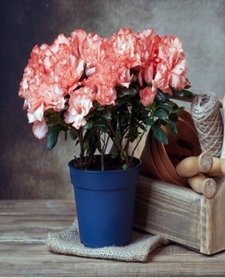 Growing and caring for an azalea at home after purchase