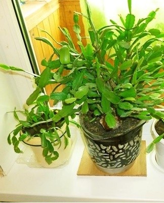 With the end of flowering, you don't need to water the Decembrist as often.