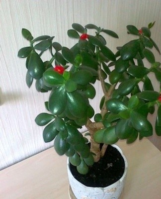 Before buying a plant, you need to familiarize yourself with the rules for its cultivation.